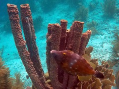 Kline Bonaire Whitespot Filefish (12